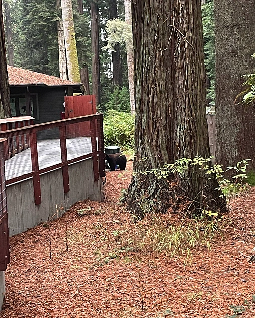 דוב שחור פראי פרץ לגן החיות