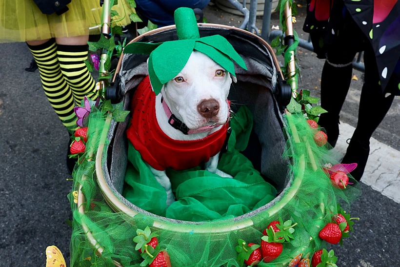 Annual Tompkins Square Halloween Dog Parade In New York