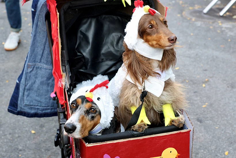 Annual Tompkins Square Halloween Dog Parade In New York