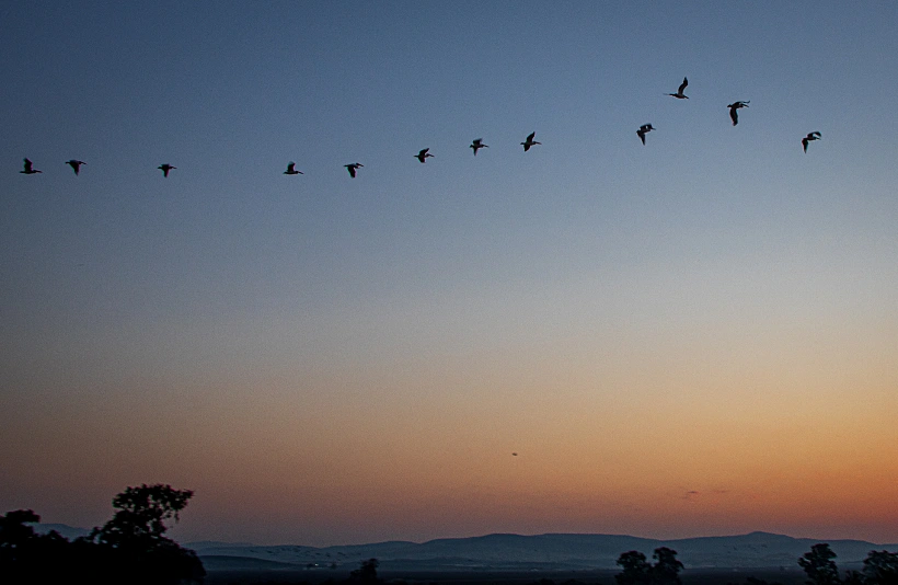 שקנאים בזריחה בשמורת עין אפק