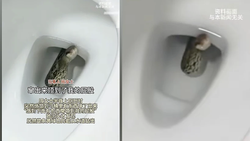 הנחש שבצבץ מהאסלה