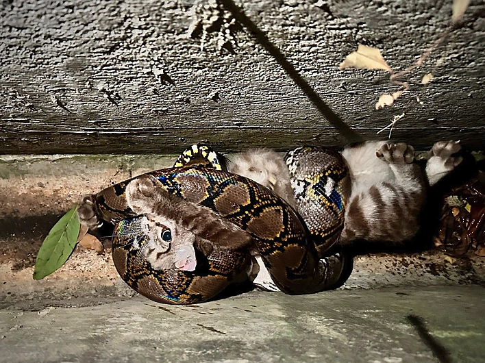 נחש פיתון תוקף חתול