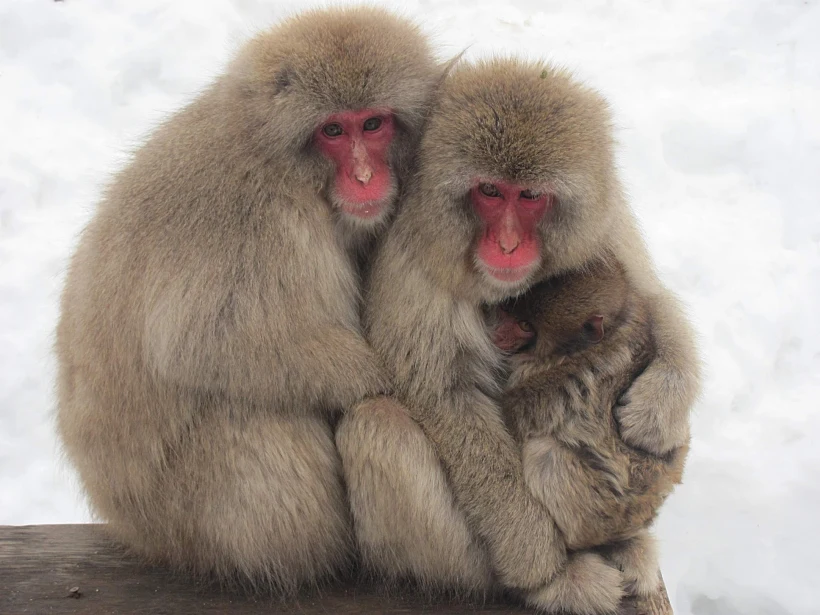 קופי השלג של Jigokudani