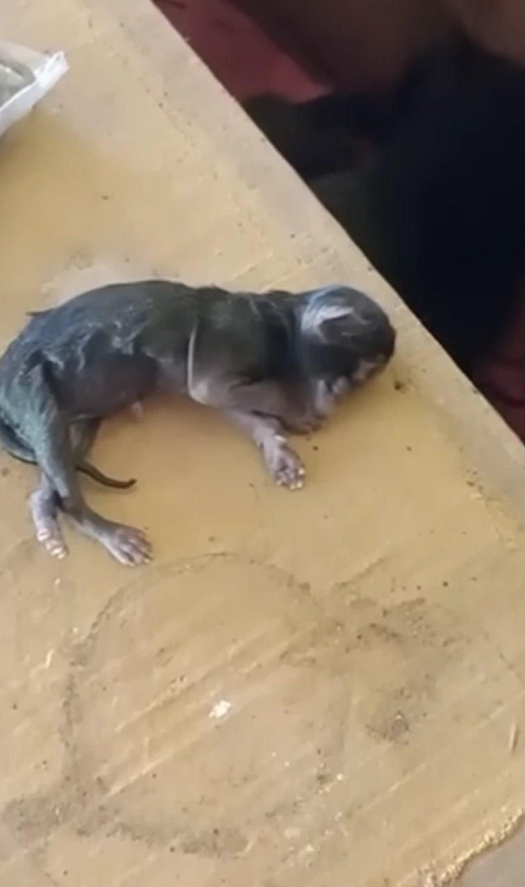 הגור נפטר יומיים לאחר לידתו