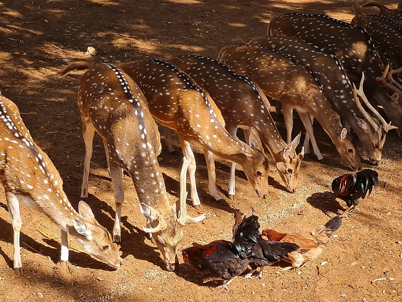 "גן החי של פתח תקווה"