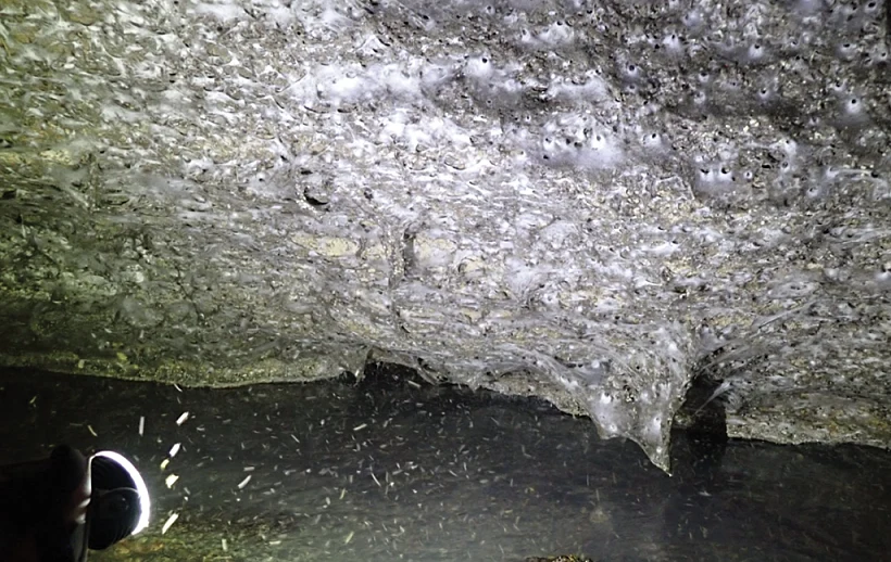 רשת קורי העכביש שהתגלתה במערת הגופרית