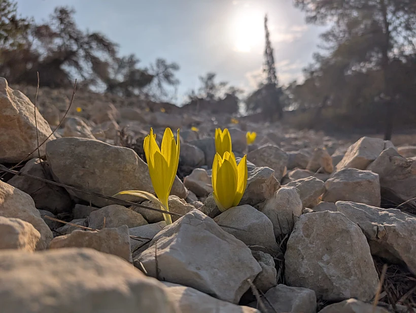 חלמוניות ביער להב