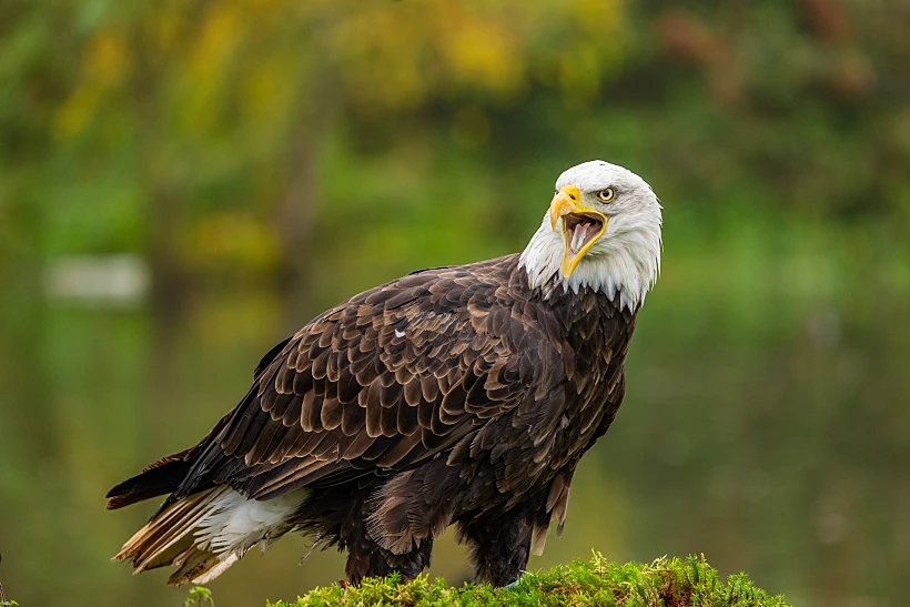 עיטם לבן-ראש