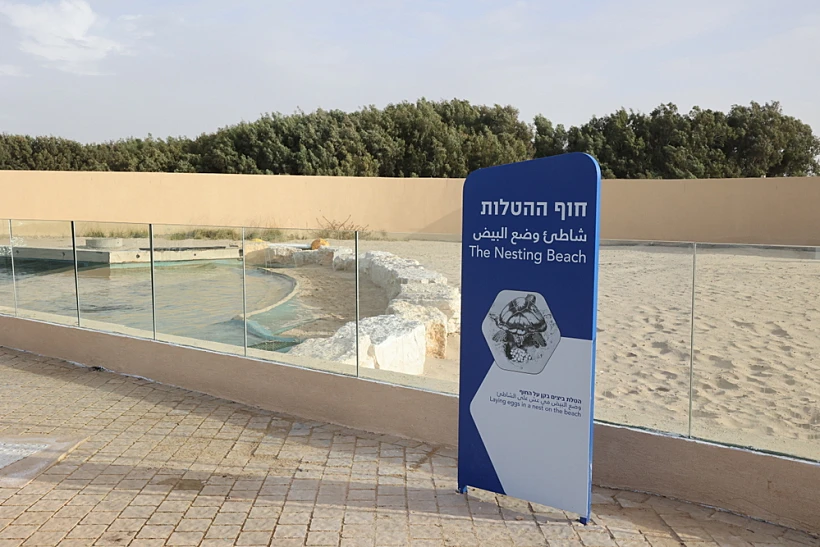 חוף ההטלות במרכז הארצי להצלת צבי הים