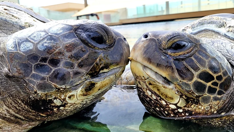 צבי ים ירוקים גרעין רבייה