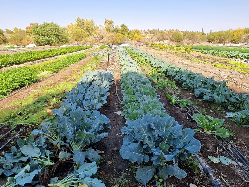 ביקור בגן הירק נאות סמדר