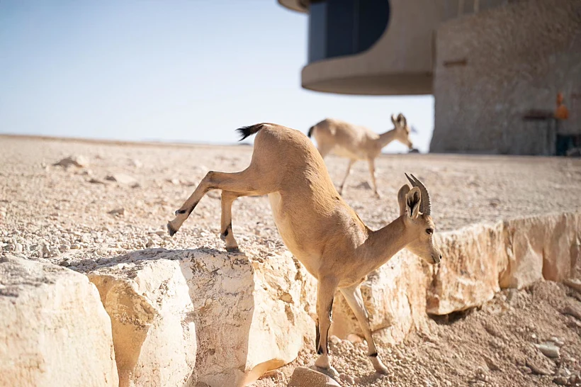 יעלים במצפה רמון