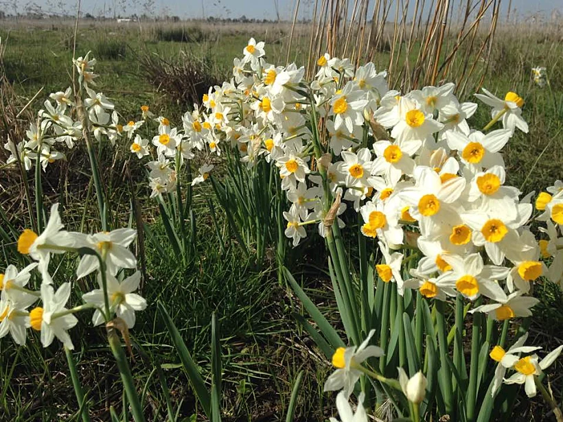 נרקיס מצוי באחו נוב