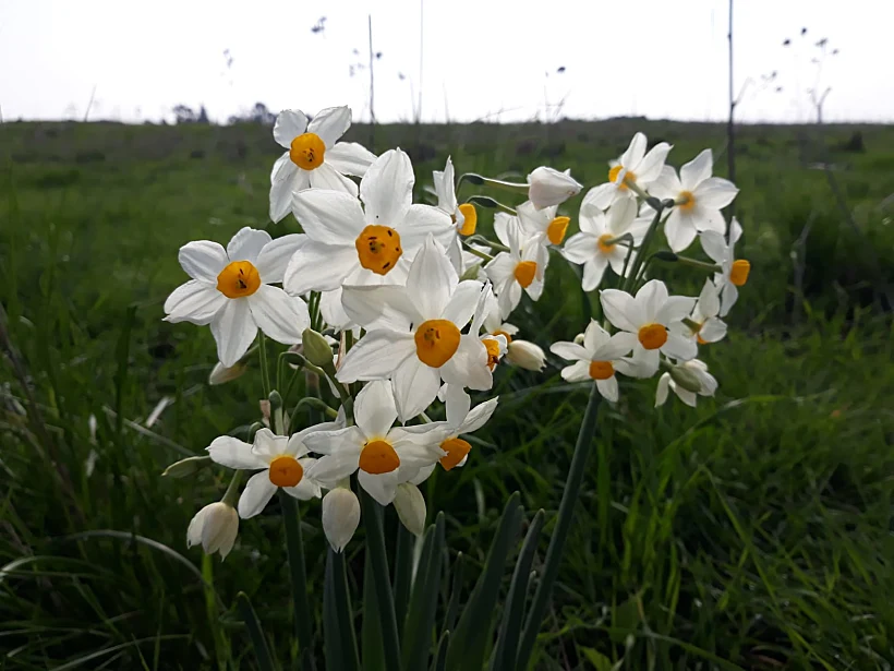 נרקיס מצוי באחו נוב