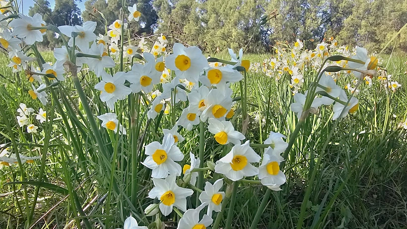 נרקיסים בביתן אהרון