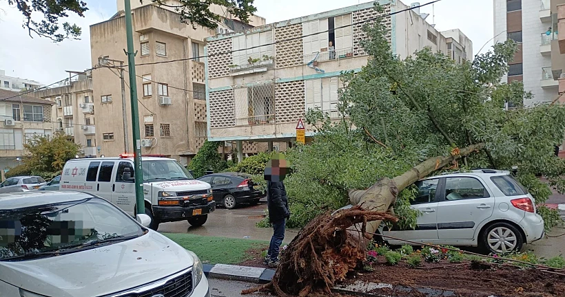 נפילת עץ בהרצליה