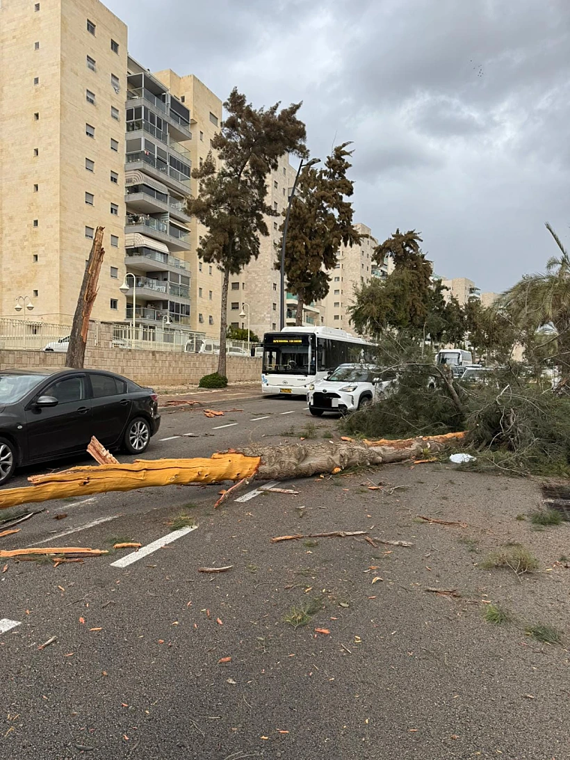עץ שקרס על רכב באשקלון