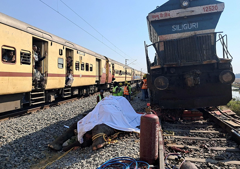 פיל נדרס בהודו