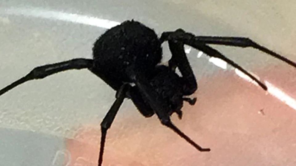 אלמנה שחורה