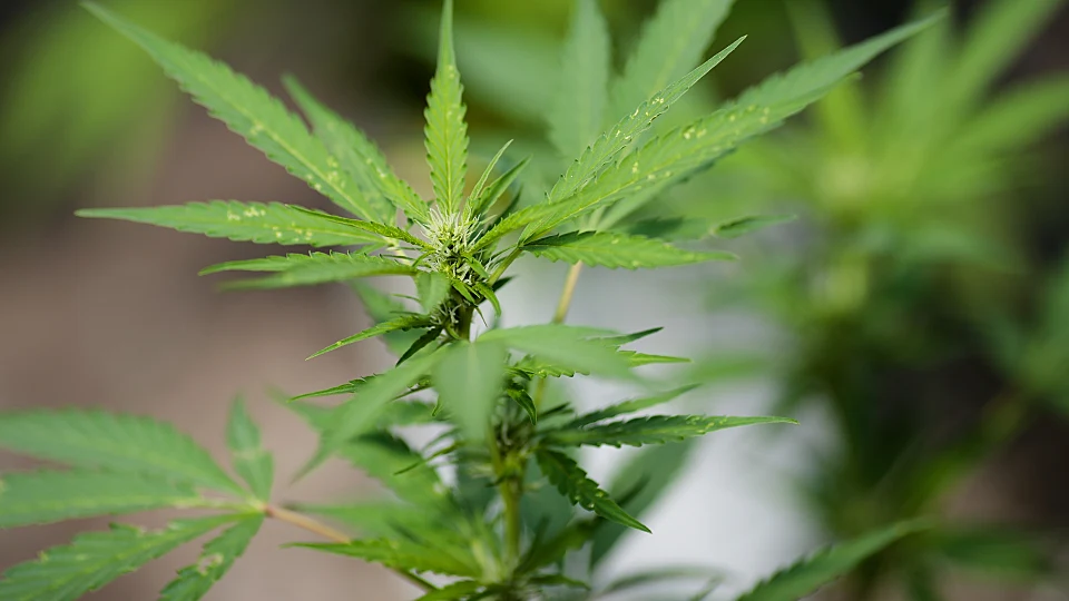 רישיון לפרוח