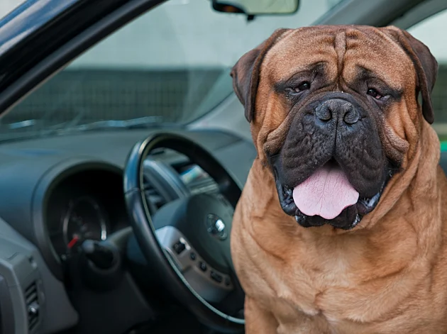 נהג שנעצר על מהירות ניסה להחליף מקומות עם הכלב שלו