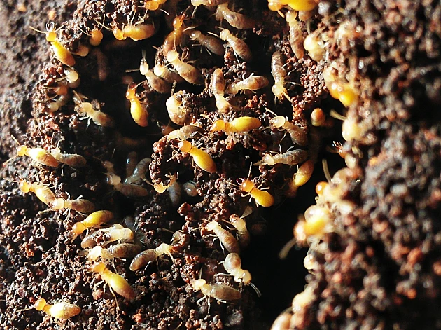 למה דווקא שם? הטרמיט המזיק בעולם תוקף בפתח תקווה