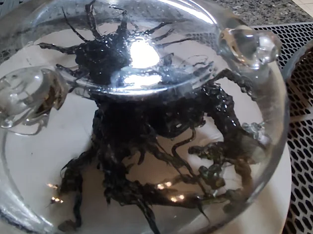 צעיר מפנמה טוען כי מצא "יצור חייזרי" שניזון מאור