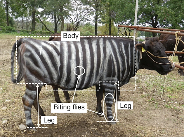 פרות בפסים ולטאות שאוהבות פיצה: המחקרים הזוכים בפרס איג נובל