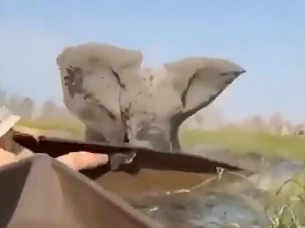 יצאו לשייט בנהר - ונרמסו על ידי פילה דוהרת