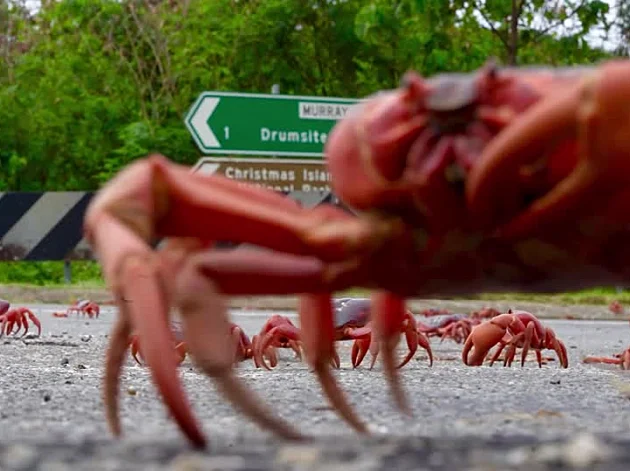 מיליוני סרטנים הציפו את הרחובות – וזה דווקא סימן טוב