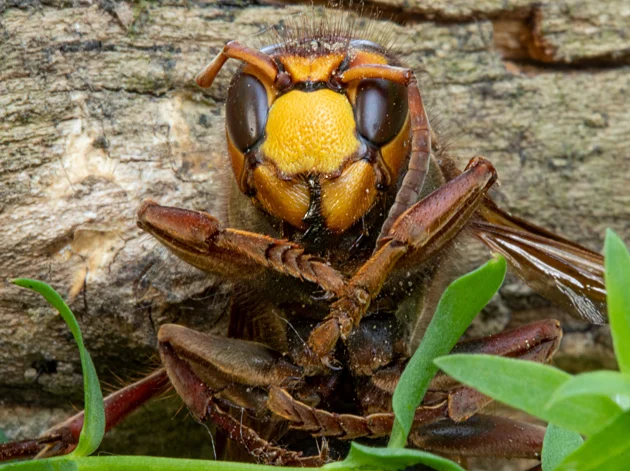 טרגדיה: אב ובנו נהרגו מתקיפה של עשרות צרעות ענקיות