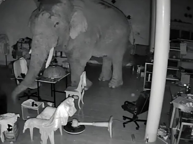 פיל רעב פרץ לחנות - כך הגיבה בעלת המקום | צפו