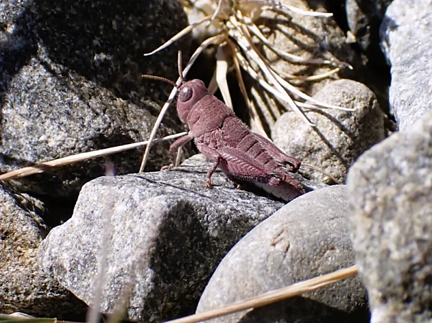 עתיד לא ורוד: החוקרים מודאגים לאחר שמצאו חגבה בצבע חריג