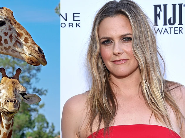 כוכבת 'קלולס': פרס כספי למי שיסייע באיתור הג'ירפות הנעדרות