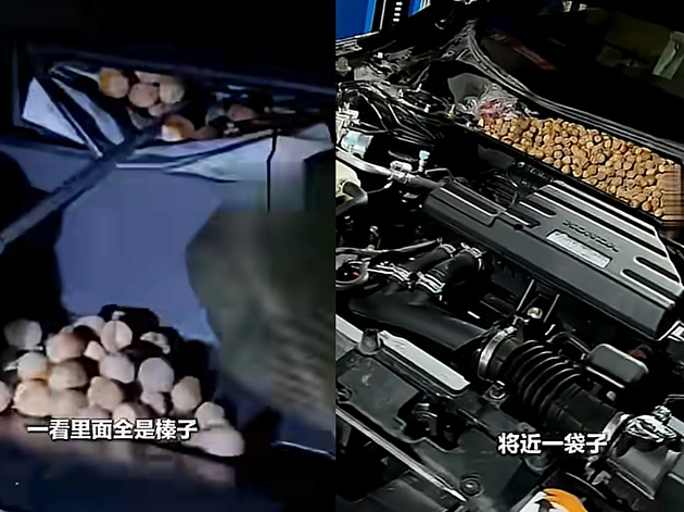 שמע רעשים מוזרים ממכסה המנוע - והסיבה הזויה