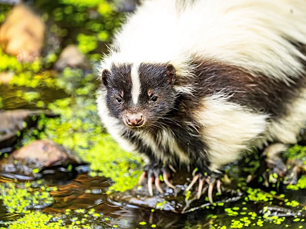 מת לאחר שעבר השתלת כליה מאדם שהותקף ע"י בואש 