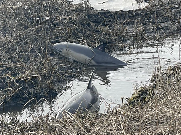 הזוי: מצא שני דולפינים חיים תקועים בחצר שלו