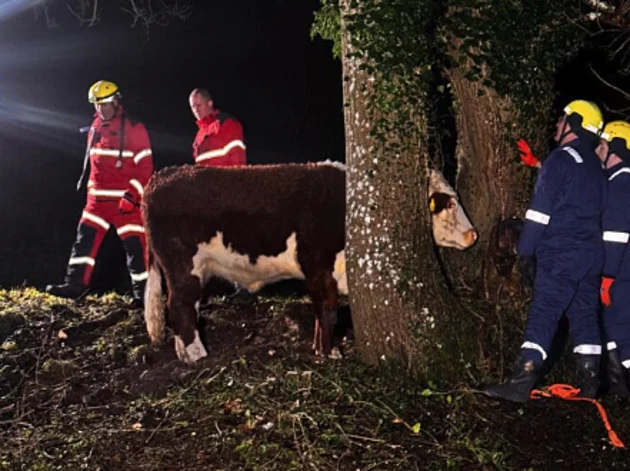 כבאים חילצו פרה שנתקעה בין שני עצים