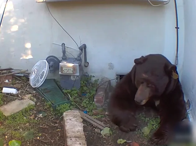פולש לא שגרתי: הדוב שהשתלט על הבית - ומסרב לעזוב