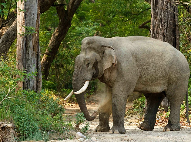 17 אנשים נהרגו בשבוע אחד - האשם? פיל