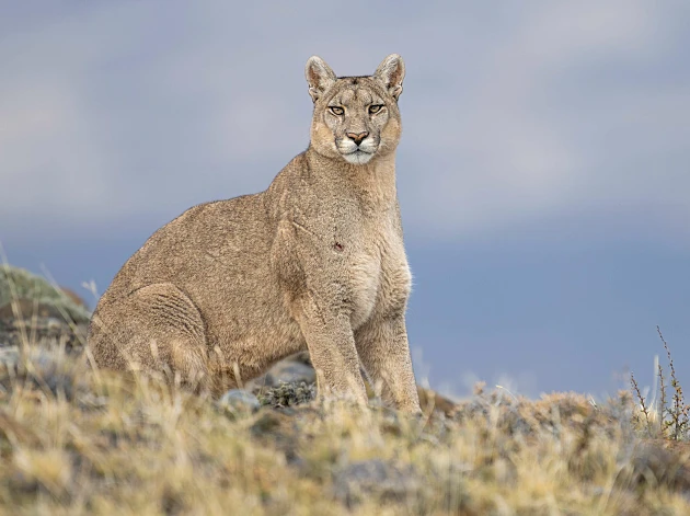 לא ציפינו: פומות החלו לצוד פינגווינים - והסיבה לכך מפתיעה