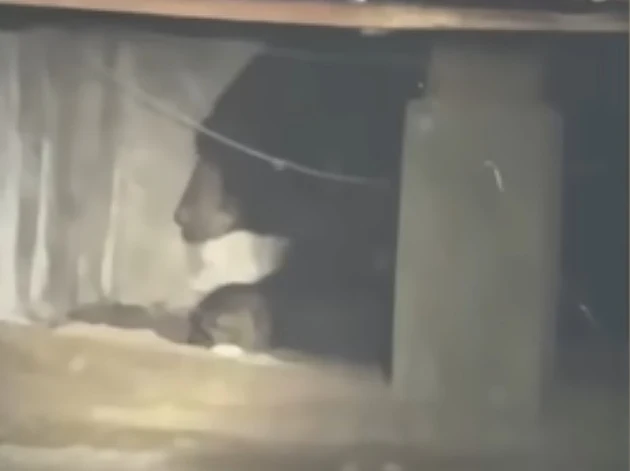 לא מוותר בקלות: הדוב שהשתלט על הבית וגורש מצא לעצמו מארח חדש