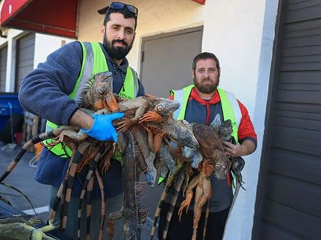 האיגואנות קפאו - והתושבים יצאו במבצע להציל אותן