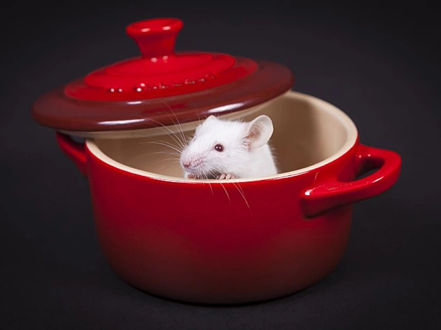 רטטוי במציאות: החולדה שקפצה מתוך הקערה - והפכה לוויראלית