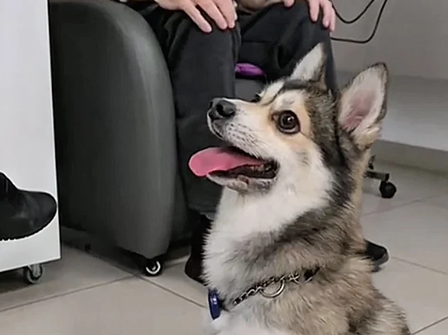 "גורם לכולם לשכוח מהפחד": הכלב שמגיע למחלקה של חולי הסרטן