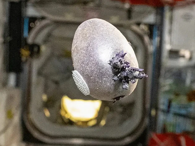 רק נראה כמו חייזר: לא תאמינו ממה עשוי היצור המוזר שהתגלה בחלל