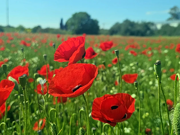דבר אליי בפרחים: 3 שדות פרגים מרהיבים בסמוך למרחב מוגן