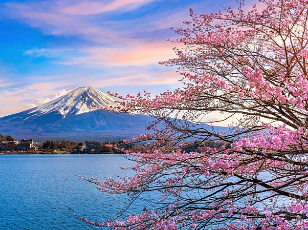 הזמן הוורוד: 3 המלצות מחוץ לקופסה במקום הכי יפה וקסום כעת