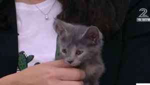 עונת ההמלטה בפתח