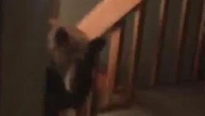 רץ ברשת - "יש לנו דוב בבית": הרגע בו אדם גילה שיש לו דוב בסלון